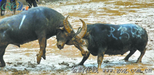 �P�ﶷţ�p�匦(du��)�Q��ţ�����Ϲ�܊�������D��