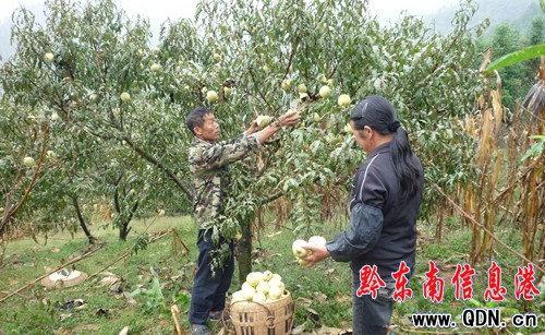 ���Ғ�M֦ ���r(n��ng)���_�ѣ��D��