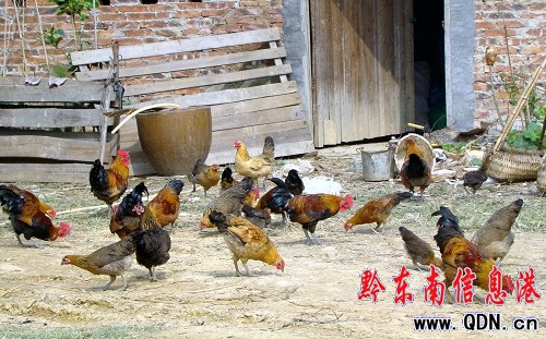 ���{��ͥ�N�B  ��Ԫ���w�¸����D��