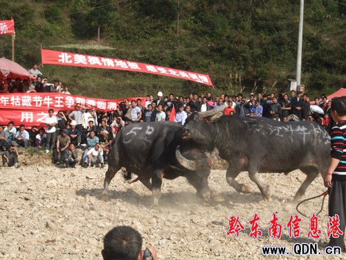 ��ɽ�����߹Ĳع� �齭ţ���I���fԪ����(�D)