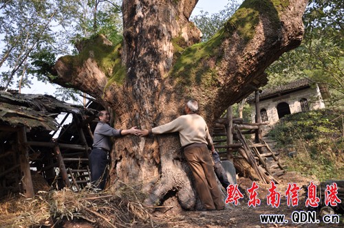 ������ǧ������ѡ�ʯ̥�����M�D��