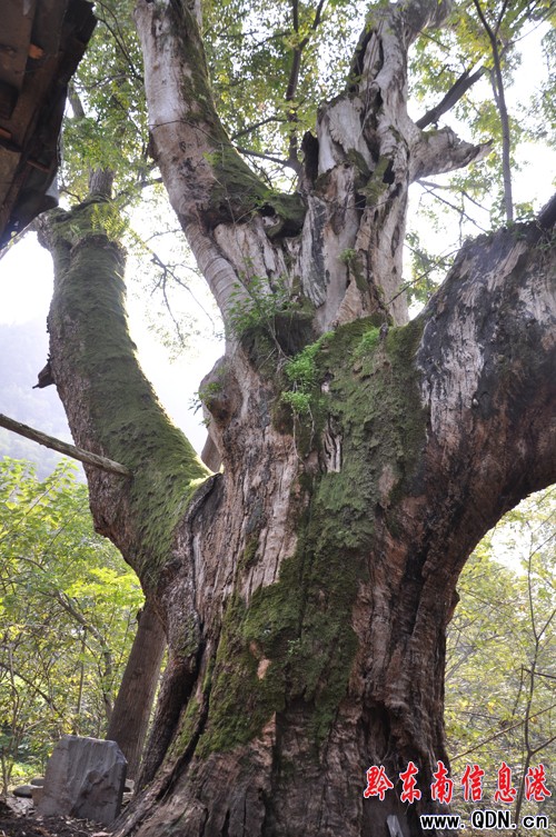 ������ǧ������ѡ�ʯ̥�����M�D��