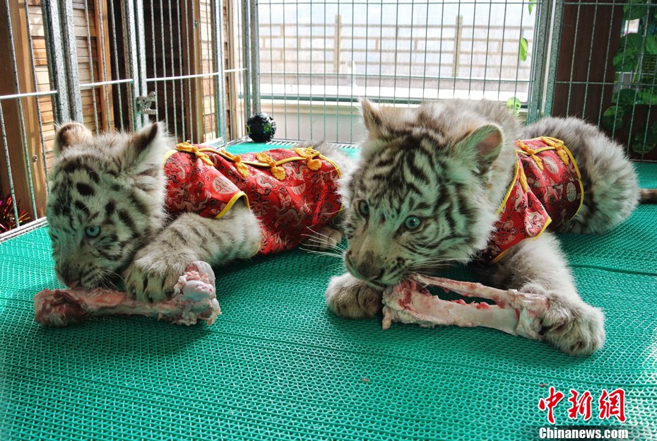 С�׻����b����ӭ��С�ꡱ