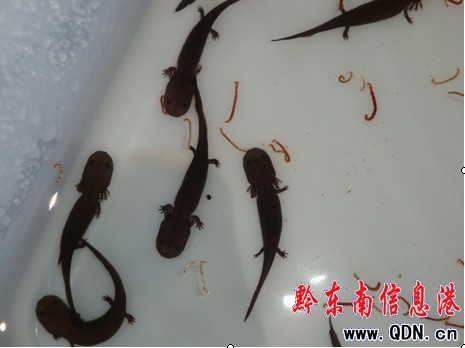 �P�����˹���B��ֳ�����~�@�óɹ����D��