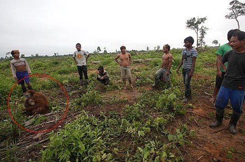 ��ֻ���ɱ�Ӣ����Ԯ�ˆT����