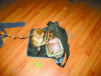 ��Ů��7000Ԫ�W(w��ng)ُ�����I���J�� �u�����̾�