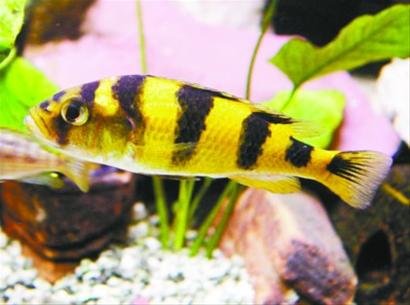 �ƌW(xu��)�ҽ�ጰ��R�~���ϡ����R�y���γ�ԭ��