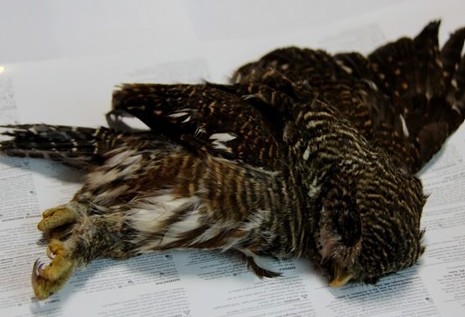 �׹�ɽ���o(h��)�^(q��)�״ΰl(f��)�F(xi��n)��(gu��)�Ң�(j��)���o(h��)�B(ni��o)�(l��i)���^���m