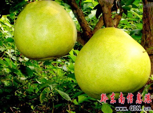 �얿h��˼�ݡ����ĵ��֮a(ch��n)�I(y��)�l(f��)չ�^�죨�D��