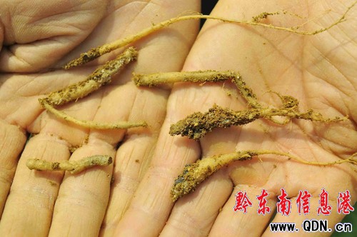 �͜��������P��̫�Ӆ��ܓp���أ��D��