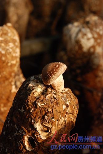 ������F��̤���С���կ: