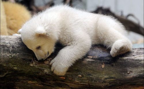 �ȵ����˵�С���O�ܰ��Z��