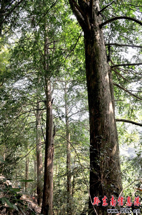 �oկ���ǧ��� ��ɽ�yɽ���������M�D��