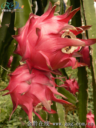 �����K�����C���� �a�Iƴ�D��ī�زʣ��D��