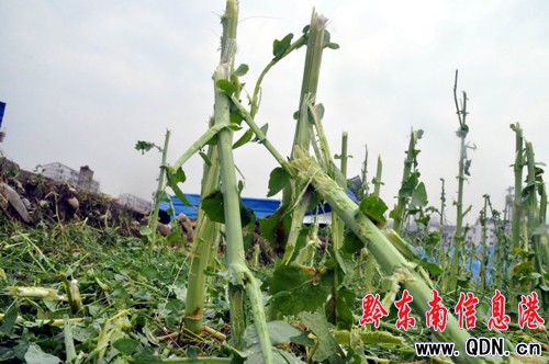 �_����Ҋ����25���܂� �ί��M(f��i)���������I�Ρ�