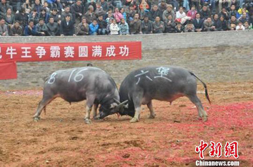 ��Ȫ����ȴ�ѩ���滨����ţ����ِ�_ِ(�D)