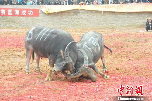 ��Ȫ����ȴ�ѩ���滨����ţ����ِ�_ِ(�D)