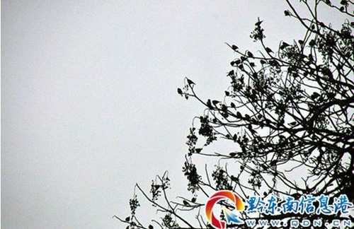 ��(sh��)ǧС�B(ni��o)��Ⱥ�Y(ji��)�(du��)����Sƽ������Ůկ