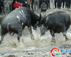 ��������ɽ����Xţ������ِȥ