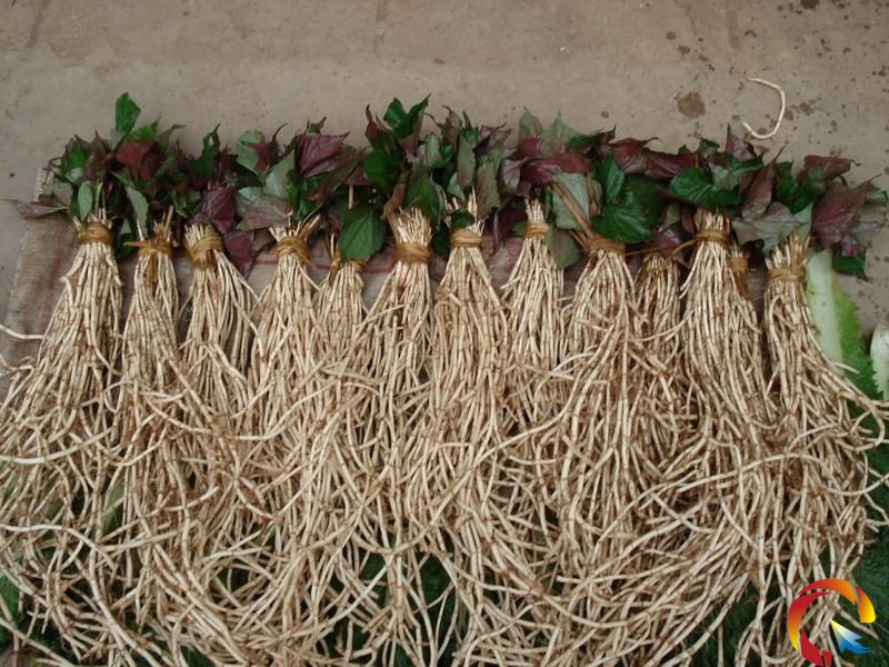 �۶���Ҳ�И� ���ң��۶����������в����V