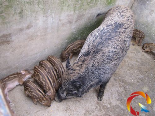 ����ǣ��x���MɽιҰ�i���±����B�¸�·���D��