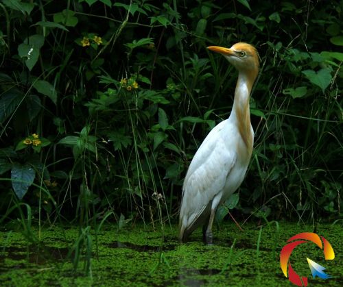 ţ�����F���׹�ɽ