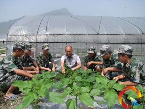 �����߲˷Nֲ���g(sh��)