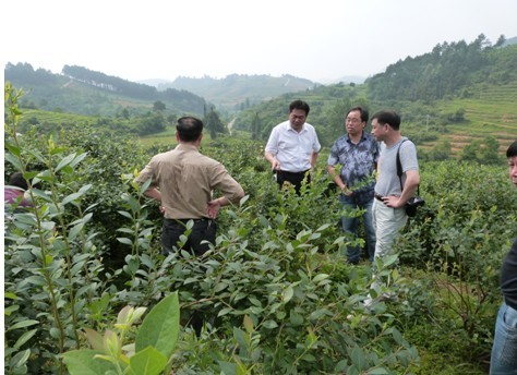 �����L�������齭�{��