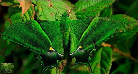 �׹�ɽ���o�^�l�F���Ҷ������o����������P�� 