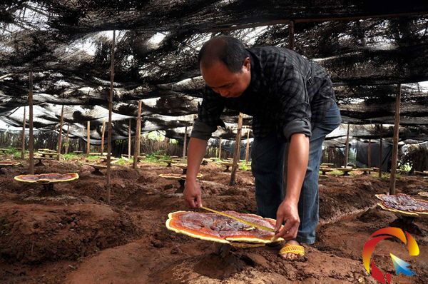 �Ž��Nֲ�����`֥ δ��ժ���L��ֱ��56����(�D)