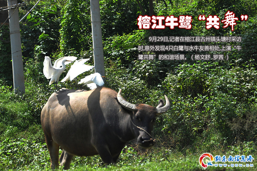 �Ž�����ţ�������衱