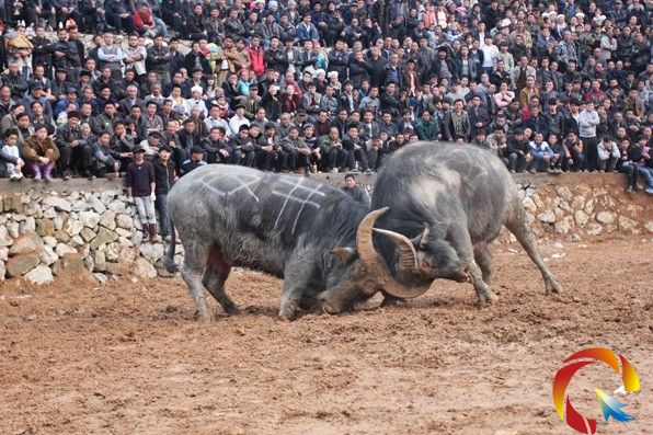 �_�������p�����Z�޻�D�M��ţ��һ��