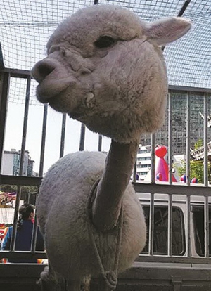 �tɽ�(zh��n)�M���_(k��i)չ2014�����܊��Ӗ(x��n)�� 