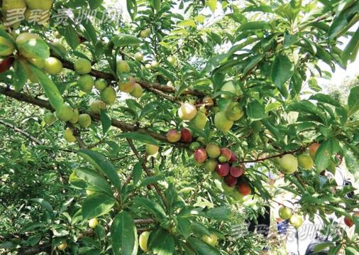 �P��̹��@����Ӣ���̘I(y��)�����_(k��i)�P(p��n)�����F(xi��n)䁰l(f��)�� ���r(ji��)25�f(w��n)�� ������ٍ��