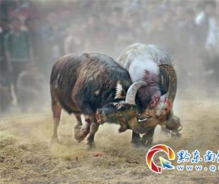 �P���ţ�������e�� ��ʡ��ʮ���^ţ���ǈ���ƴ