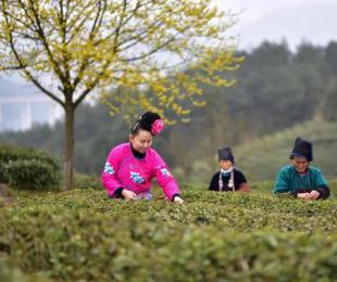 ��կ�h�� ��푾G�����\�� �T���I(y��)��Ʒ�|(zh��)