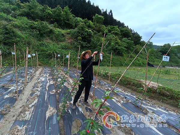 �F��ʡ�Ľ��h�r(n��ng)���ˆT����ɽ�(zh��n)�_(k��i)չ������Gɫԭ�ϻ���ԇ�(y��n)����Ƙ�(bi��o)���������s�z��