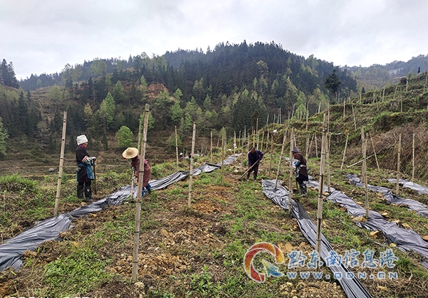 �F��ʡ�Ľ��hͣ���(zh��n)�[Ҳ���r(n��ng)��������Ѩ���Զ�ֲ�������ľ��������Ĥ���������z��