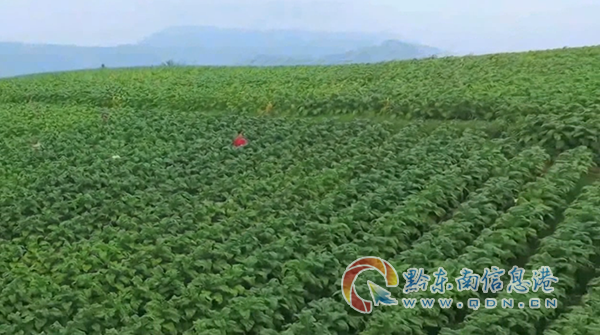 �D��̲��(zh��n)����ƺ�忾������һ��