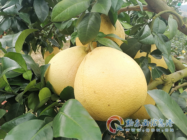 �p��悵ǽ�嶱�����Â��������Ƴ���